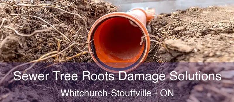  Sewer Tree Roots Damage Solutions Whitchurch-Stouffville - ON